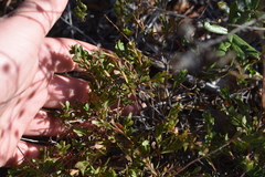 Polygonella polygama