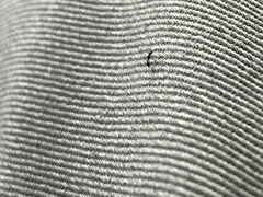 Monomorium ergatogyna