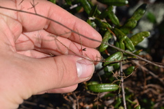 Polygonella polygama