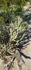 Cylindropuntia tesajo