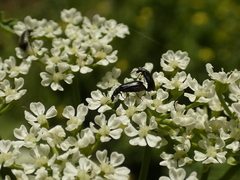 Coleoptera