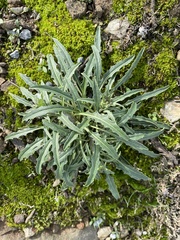 Erysimum franciscanum