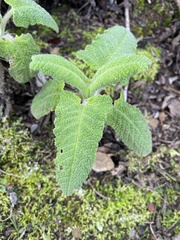 Salvia spathacea