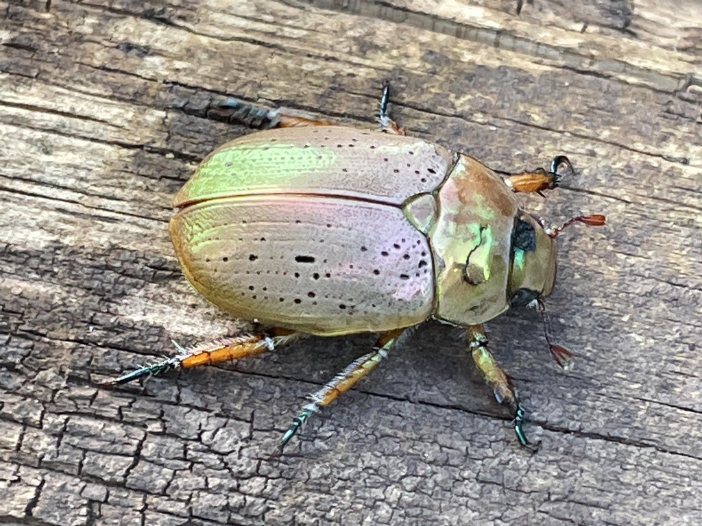 Anoplognathus porosus in November 2022 by Jesse de Vries · iNaturalist