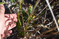 Rhynchospora megalocarpa