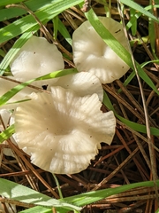 Marasmius calhouniae