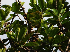 Sapotaceae
