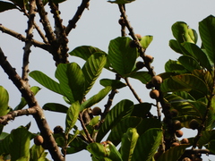 Sapotaceae