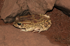 Sclerophrys garmani