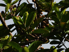 Sapotaceae
