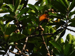 Sapotaceae