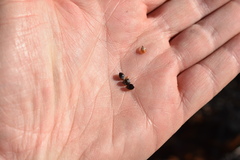 Rhynchospora megalocarpa