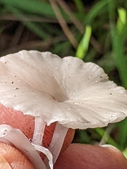 Marasmius calhouniae