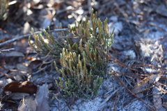 Selaginella arenicola