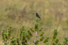 Phoenicurus ochruros gibraltariensis