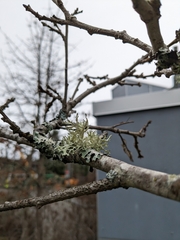 Evernia prunastri