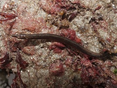 Nerophis lumbriciformis