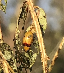 Monolepta australis