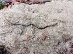 Nerophis lumbriciformis