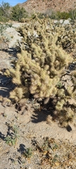 Cylindropuntia fulgida
