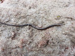 Nerophis lumbriciformis