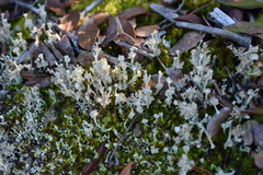 Cladonia rappii