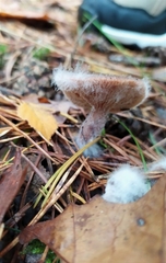 Rhodocollybia butyracea