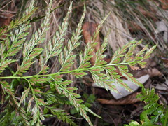 Asplenium adiantum-nigrum