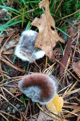 Rhodocollybia butyracea