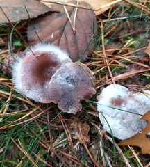 Rhodocollybia butyracea