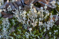 Cladonia rappii
