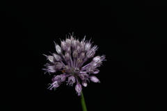 Allium amethystinum
