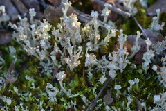 Cladonia rappii