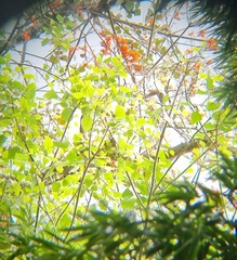 Erythrina poeppigiana
