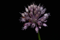 Allium amethystinum