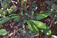 Carphephorus odoratissimus