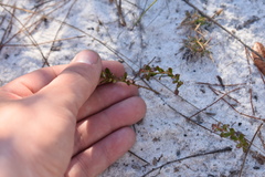 Vaccinium myrsinites