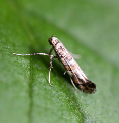 Gracillaria syringella