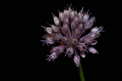 Allium amethystinum