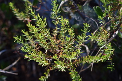 Hypericum tenuifolium