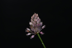 Allium amethystinum