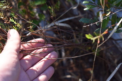 Hypericum tenuifolium