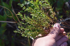 Hypericum tenuifolium