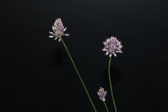 Allium amethystinum