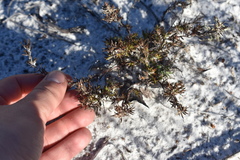 Polypremum procumbens