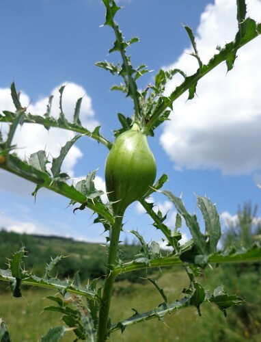 Daginė margasparnė nuotrauka
