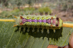 Limacodidae