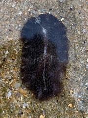 Thysanozoon brocchii