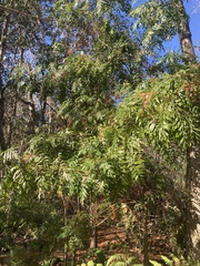Grevillea robusta