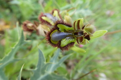 Ophrys speculum